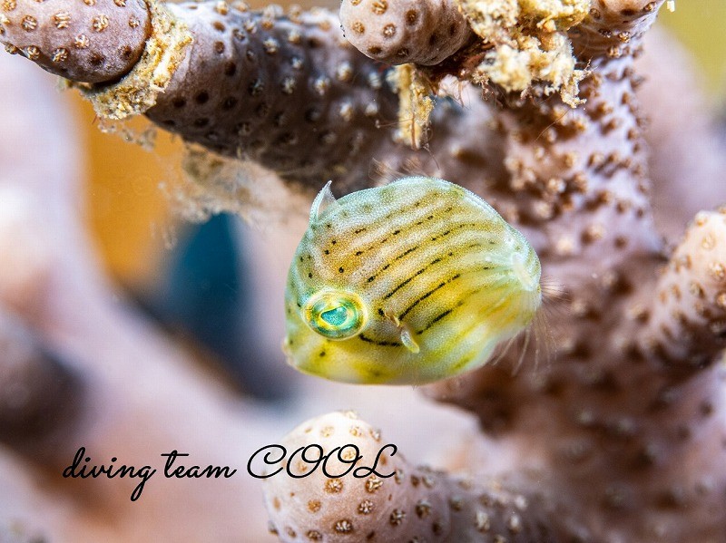 アオサハギ幼魚
