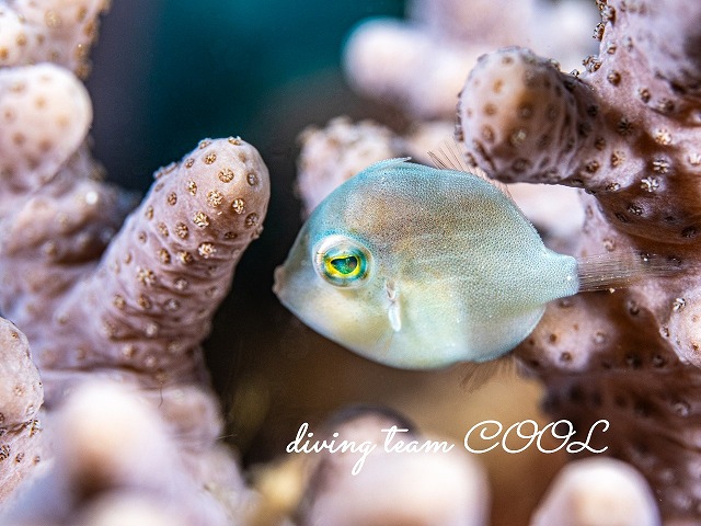 アオサハギ幼魚