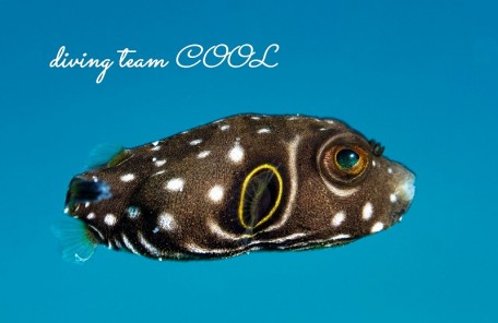 サザナミフグの幼魚