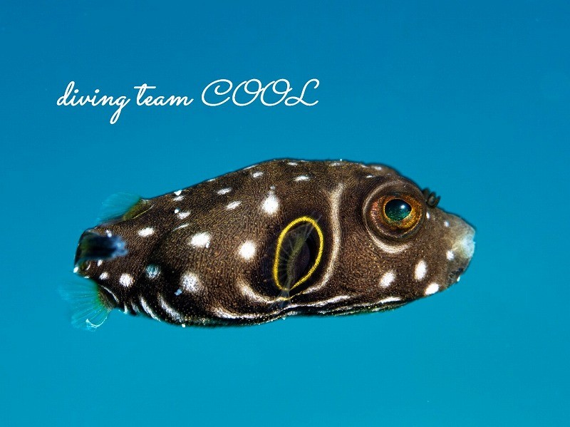 サザナミフグの幼魚