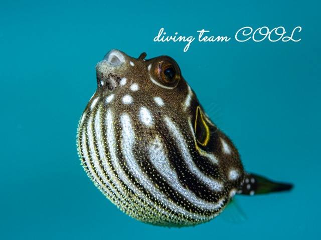 サザナミフグの幼魚