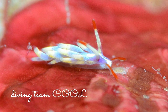 アカヒゲミノウミウシ