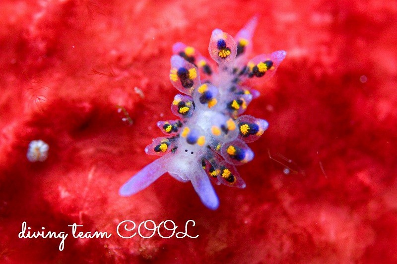 ハナビモウミウシ