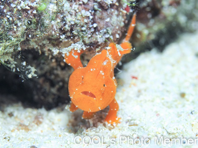 カエルアンコウの幼魚