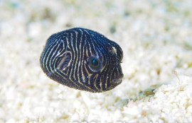 モヨウフグの幼魚