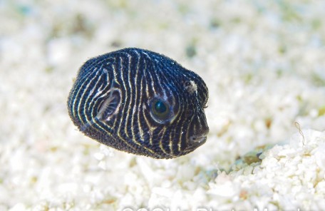 モヨウフグの幼魚