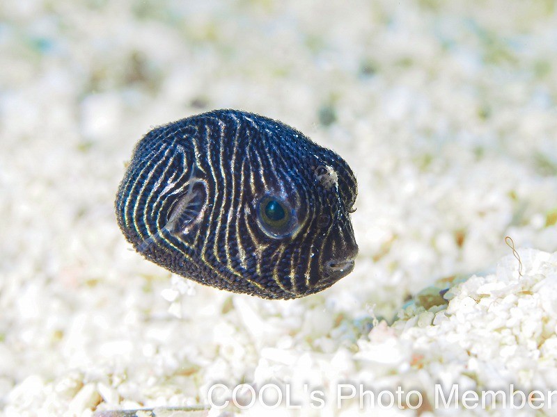 モヨウフグの幼魚