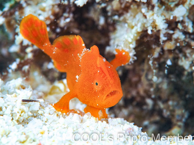 カエルアンコウの幼魚