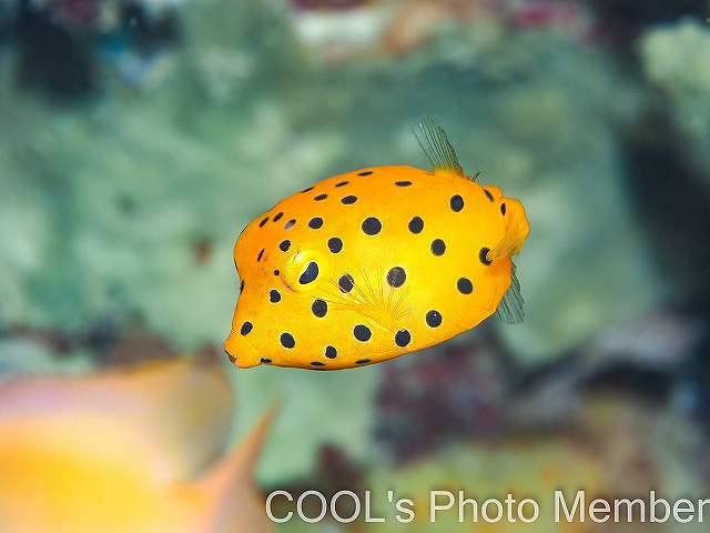 ミナミハコフグの幼魚
