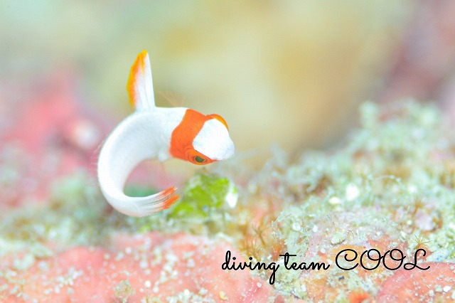 イロブダイ幼魚