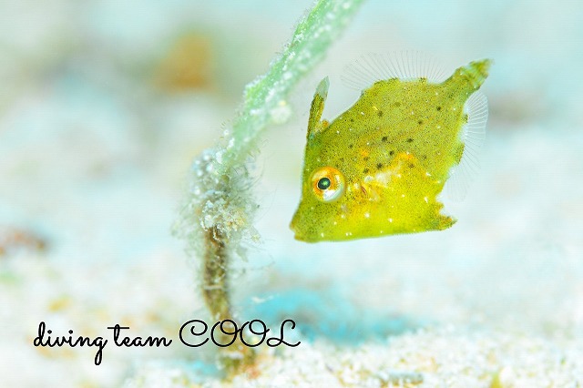 トゲカワハギの幼魚