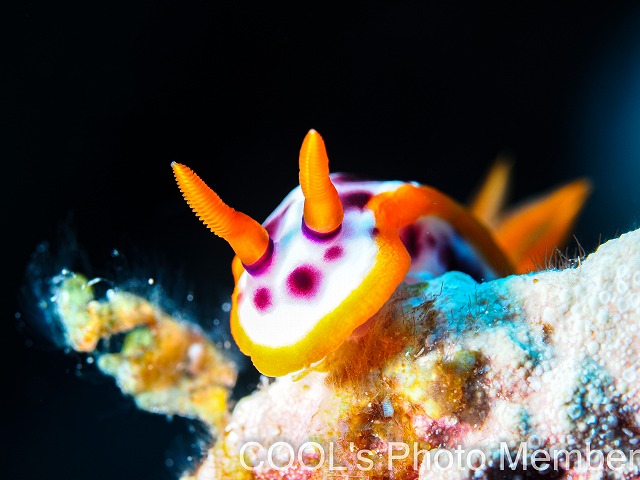 サビウライロウミウシ