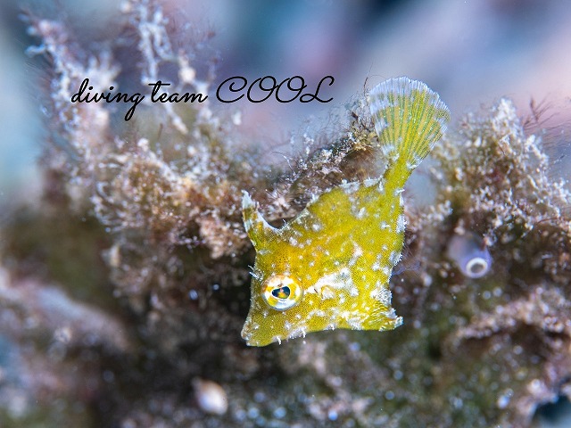 トゲカワハギの幼魚