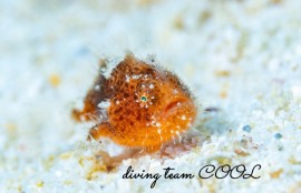 カエルアンコウの幼魚