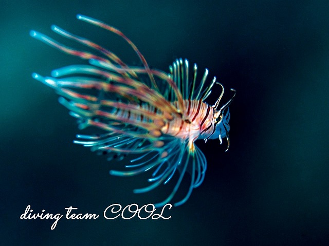 ハナミノカサゴの幼魚