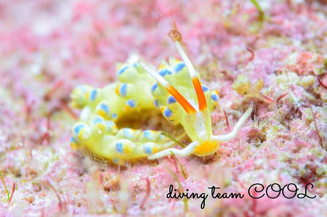 アオセンミノウミウシ