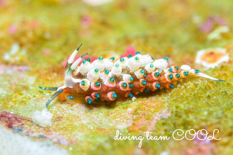 ターコイズミノウミウシ