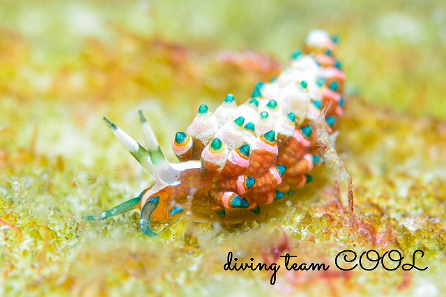 ターコイズミノウミウシ