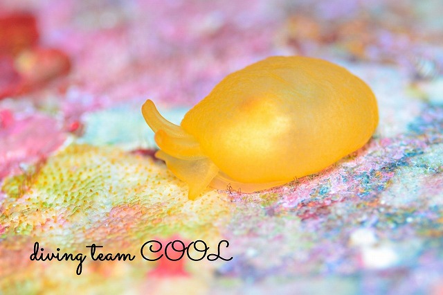 ホウズキフシエラガイ