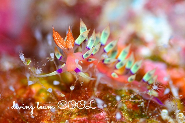 アデヤカミノウミウシ