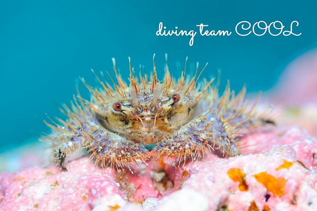 ウミハリネズミ