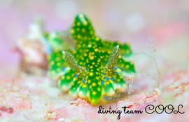 ヨセナミウミウシ