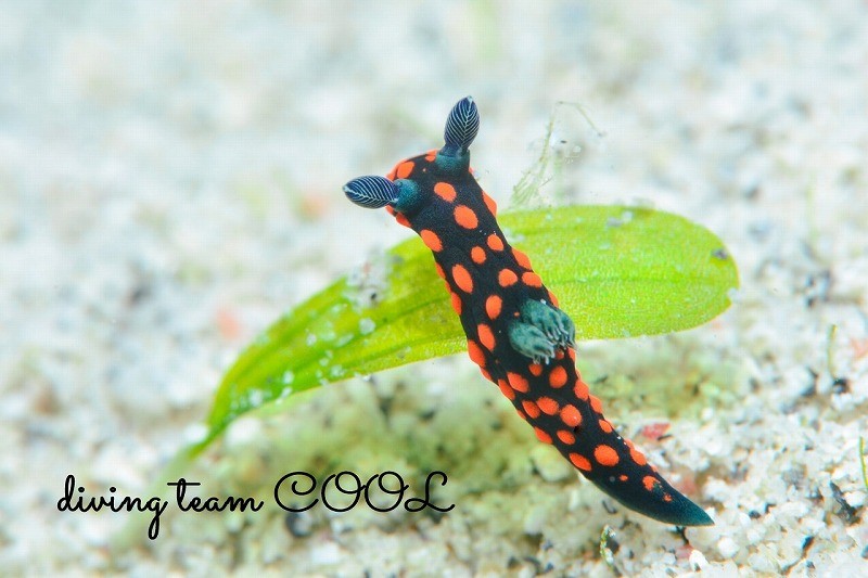 クロスジリュウグウウミウシ属の一種3