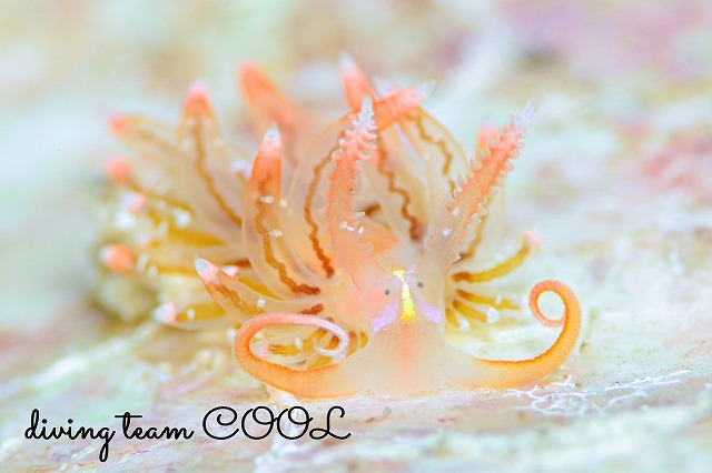 フウセンミノウミウシ