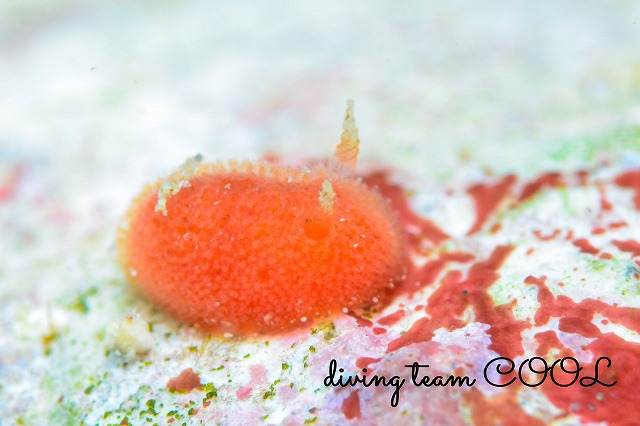 ヒメアカウミウシ