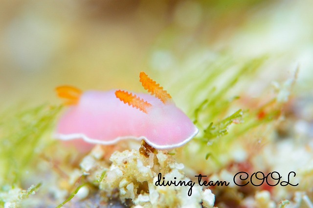 フジムスメウミウシ