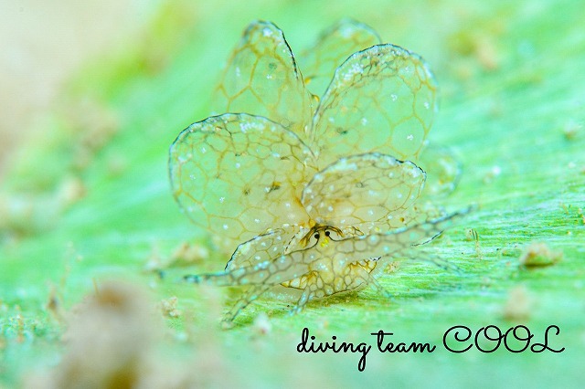 アミメウロコウミウシ