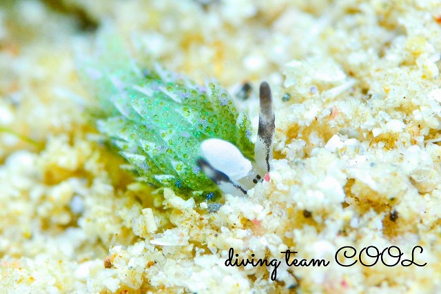 セジロモウミウシ