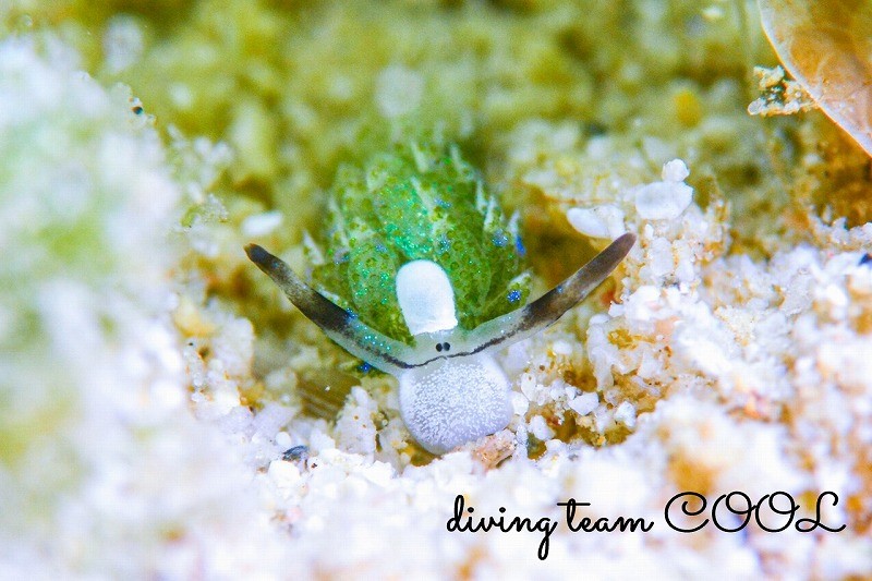 セジロモウミウシ