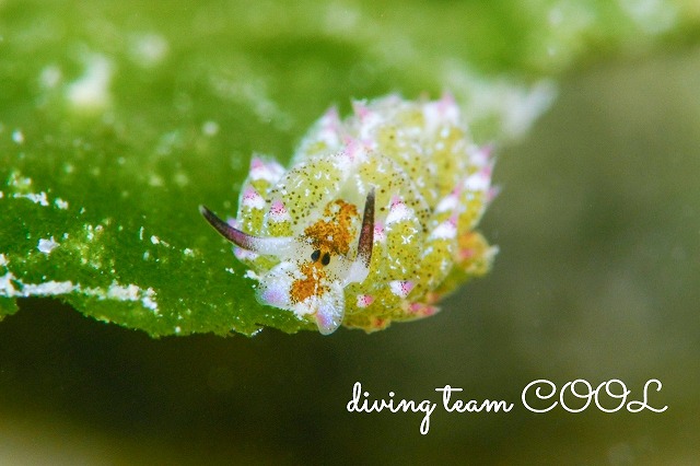 クサイロモウミウシ