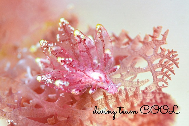 ヒメハナビラウミウシ