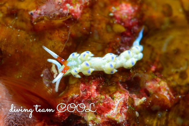 アオセンミノウミウシ