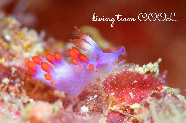 ルージュミノウミウシ