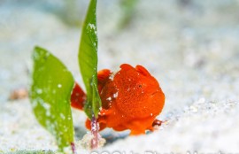 カエルアンコウの幼魚