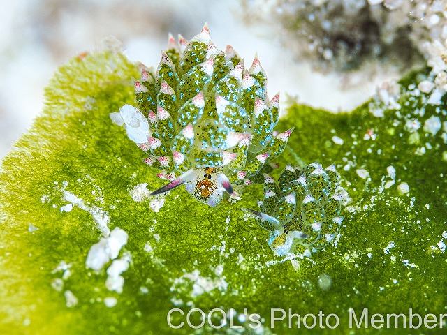 クサイロモウミウシ