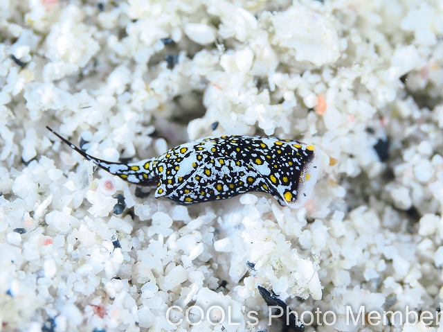 ミョウジンツバメガイ