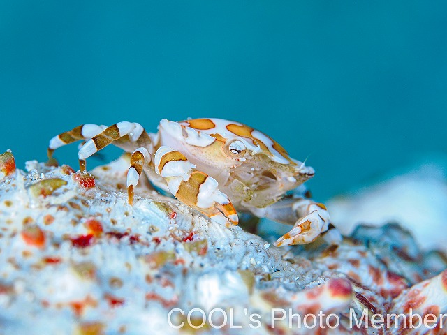 ナマコマルガザミ