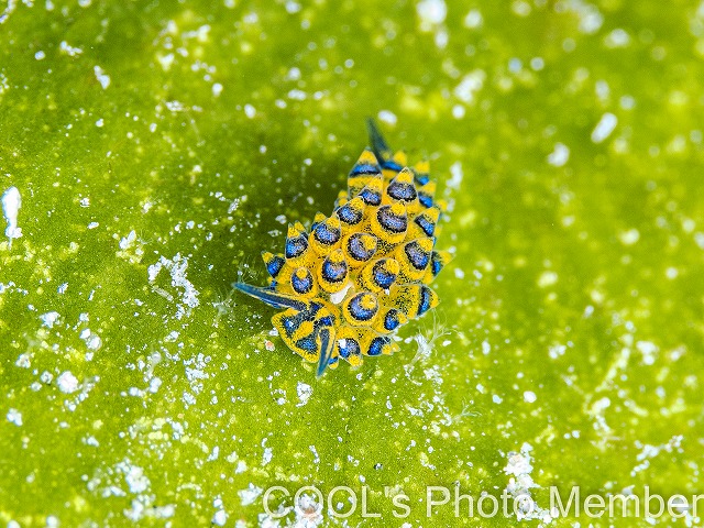 ミナミアオモウミウシ