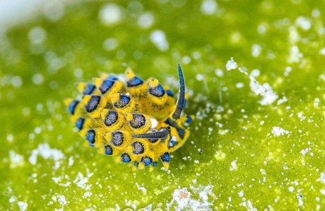 ミナミアオモウミウシ