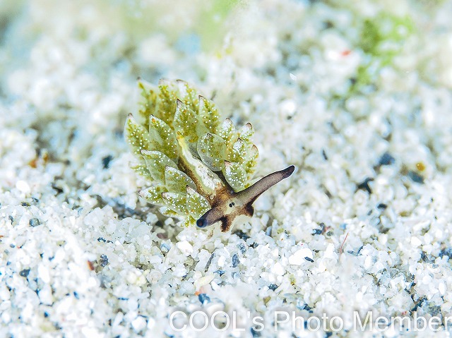 オオアリモウミウシ