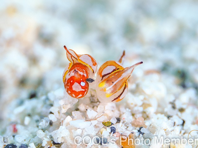 イッサイウミコチョウ