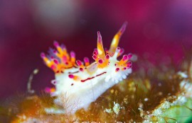 センヒメウミウシ