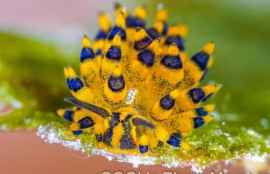 ミナミアオモウミウシ