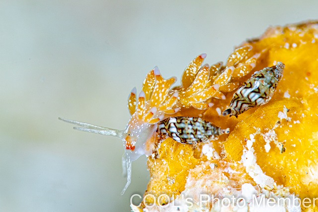 シロタエウミウシ属の一種75