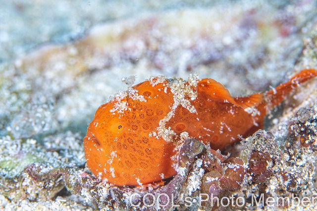 カエルアンコウの幼魚