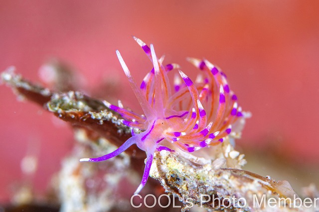 ユニデンティア・アリシャアエ